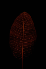 ereerge